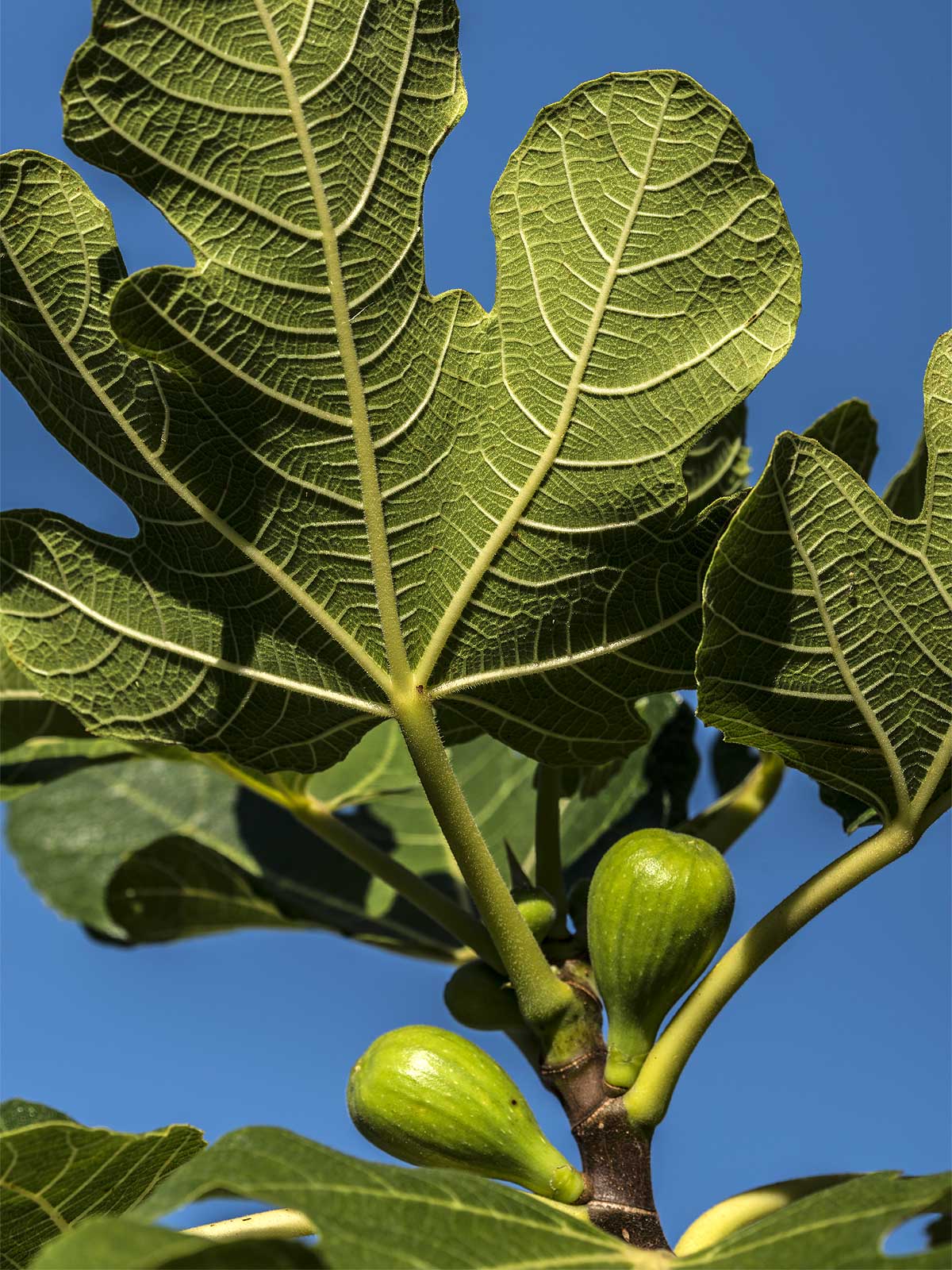 Una fragranza pungente e avvolgente