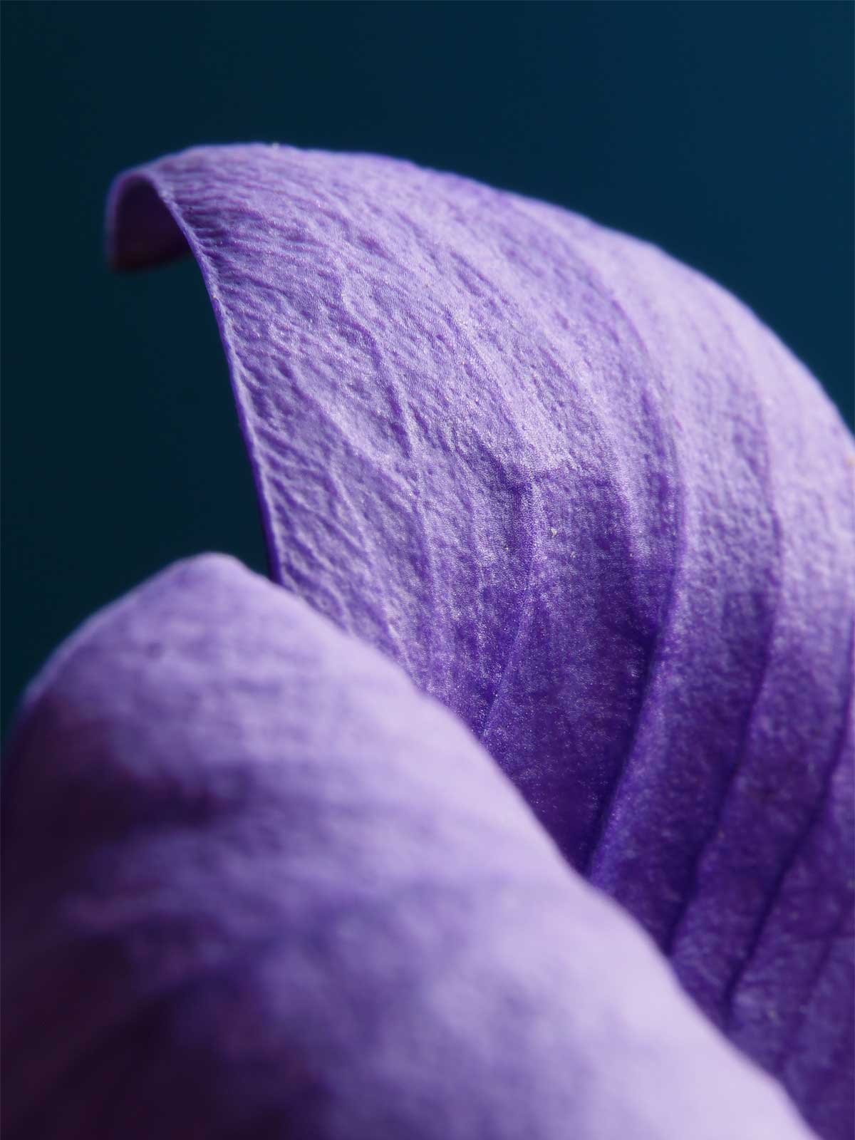 La dolcezza della violetta